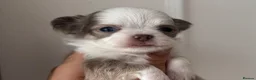 Chihuahua dogs for sale: 🐾🩶 OUTSTANDING litter of EXCEPTIONAL Chihuahuas - Advert 24