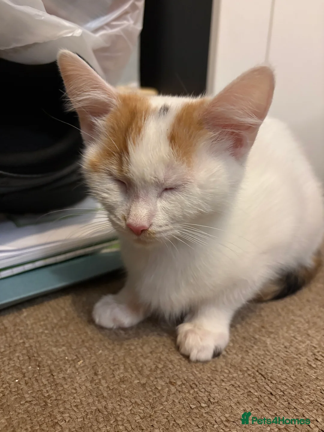 Mixed Breed cats for sale: 13 week old calico kitten - Advert 5