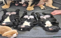 English Bulldog dogs for sale: KC Reg Champion Bloodlines 1 Girl Left £ 2800 - Image 36