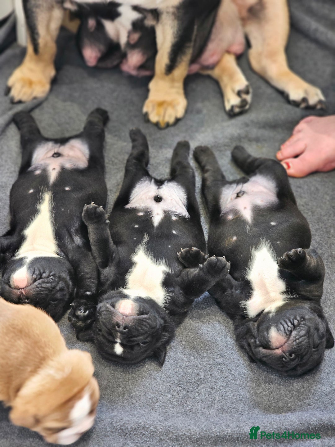 English Bulldog dogs for sale: KC Reg Champion Bloodlines 1 Girl Left £ 2800 - Image 36