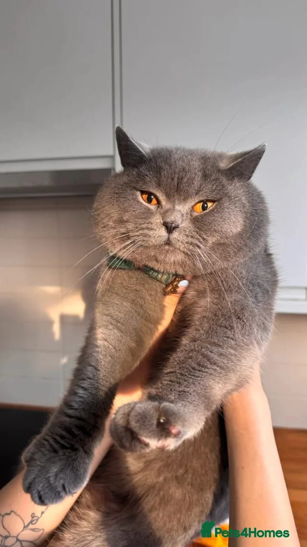British Shorthair cats for sale: British short hair kittens  - Advert 12