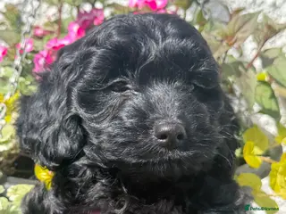 Sproodle dogs READY NOW F1 Sproodles - Advert 1