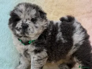 Chow Chow dogs American Blood Line Chow Chow Puppies - Advert 1