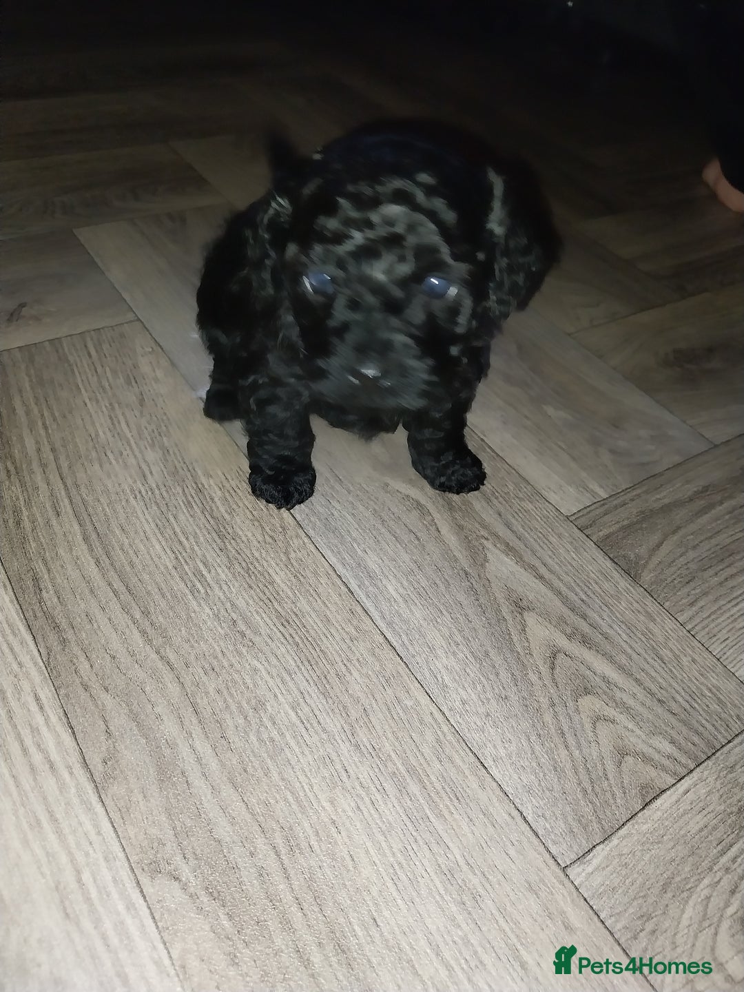 Poochon dogs for sale: Gorgeous mini Poochons , born on December 25th !!  - Advert 3