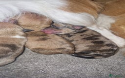 Chihuahua dogs for sale: Beautiful litter of 6 full chihuahuas  - Image 13