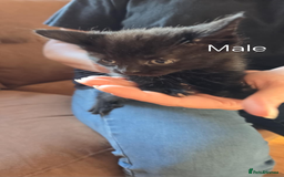 Maine Coon cats for sale: 6 Mainecoon X kittens for sale - Image 4