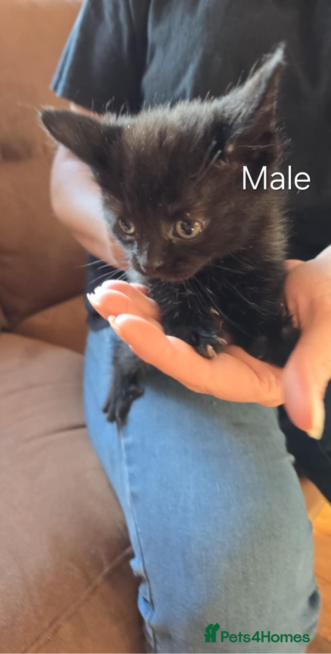 Maine Coon cats for sale: 6 Mainecoon X kittens for sale - Image 4