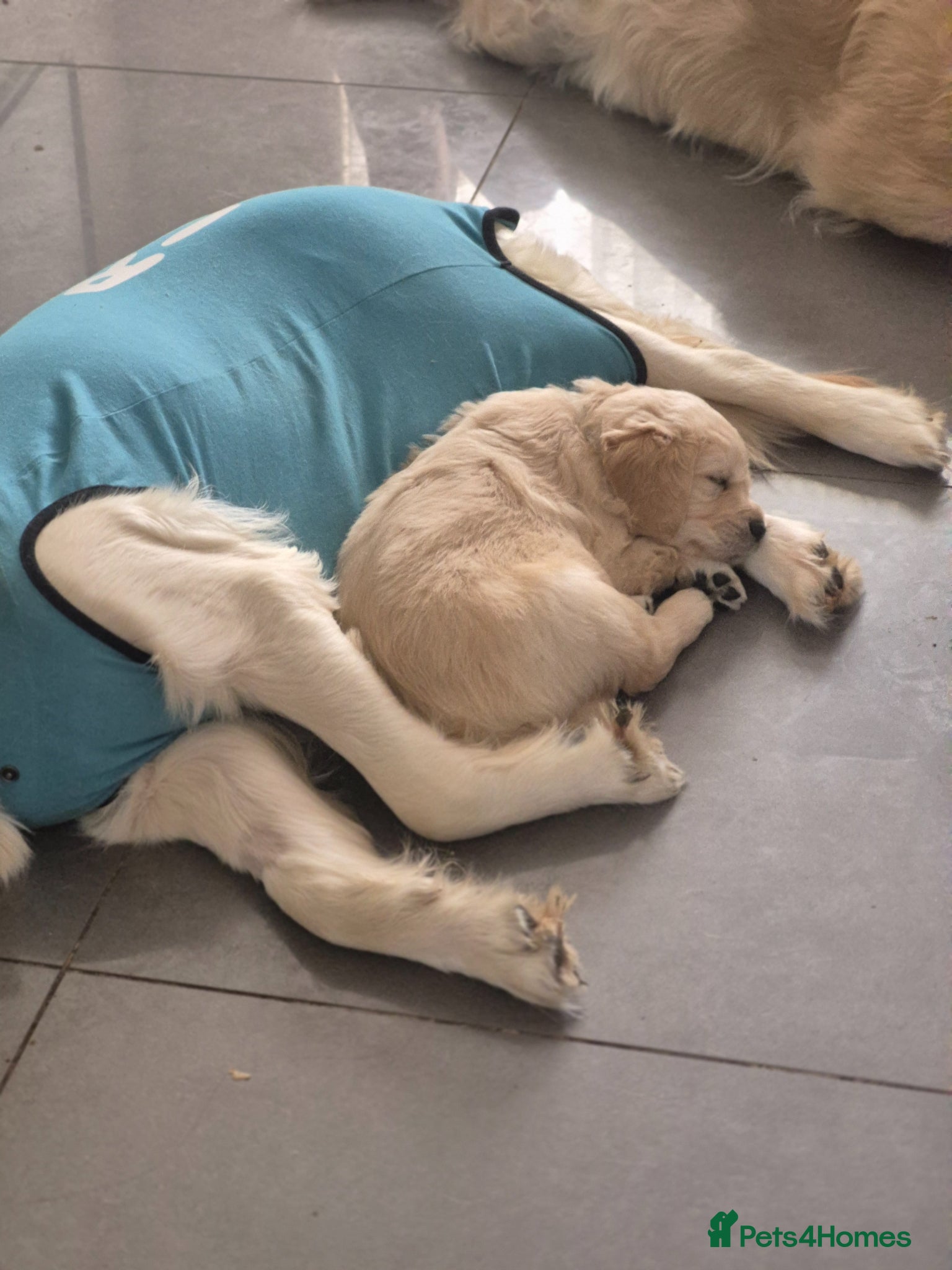 Golden Retriever dogs 3 girls and a boy ready around the 19th april  - Advert 1