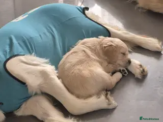 Golden Retriever dogs 3 girls and a boy ready around the 19th april - Advert 1