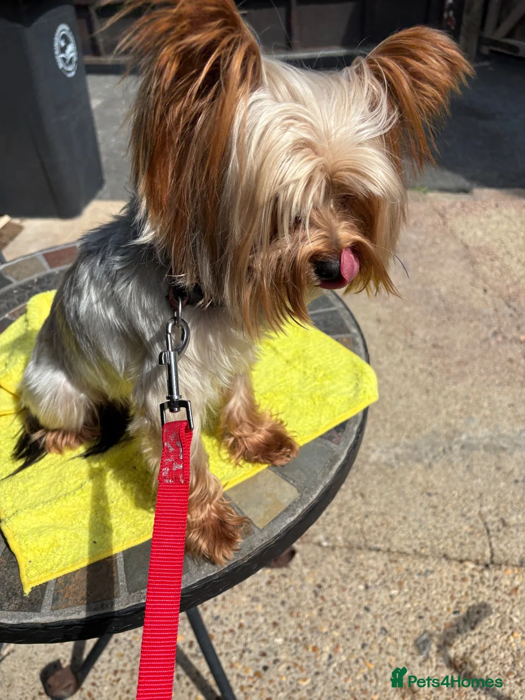 Yorkshire Terrier dogs for stud: TRADITIONAL SMALL TYPE YORKSHIRE TERRIER FOR STUD  - Advert 3