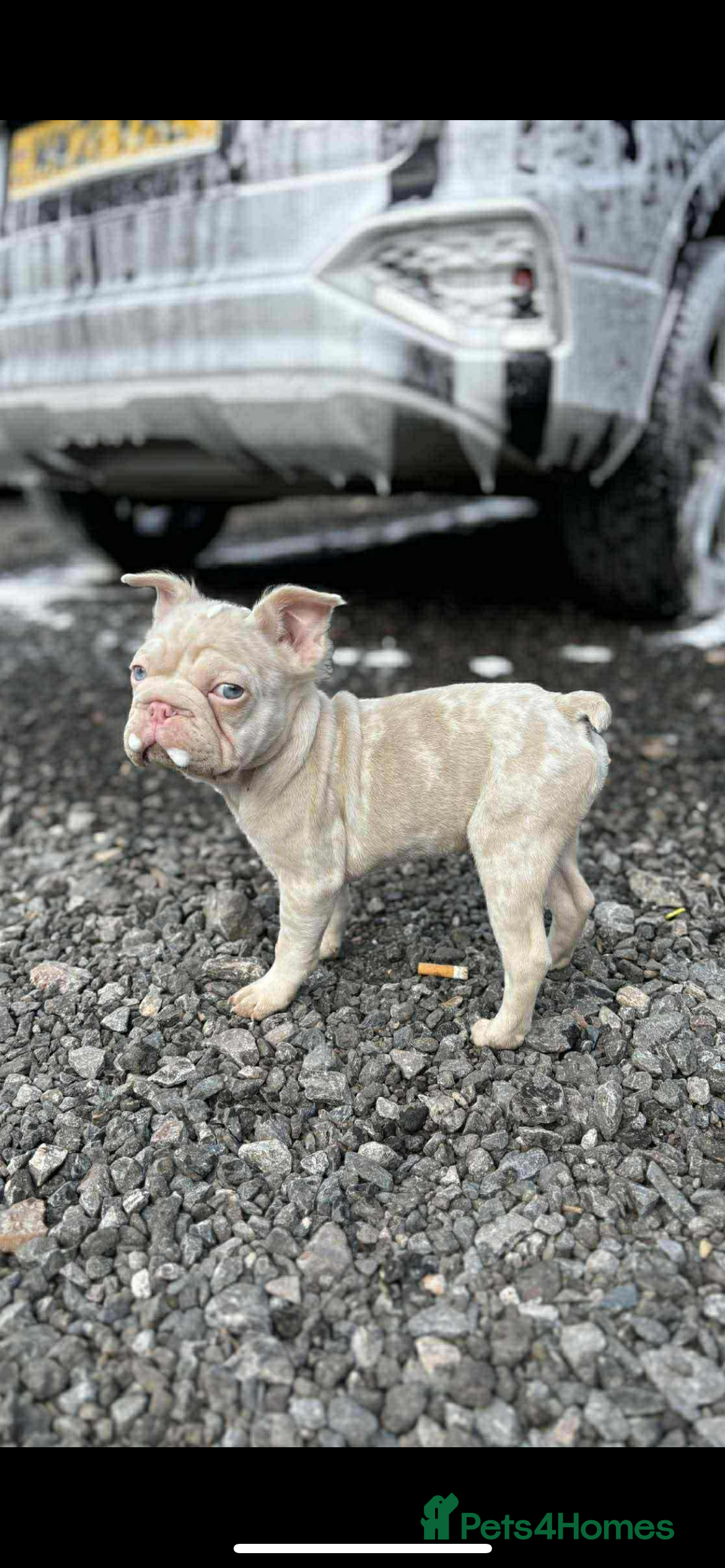 French Bulldog dogs Visual fluffy frenchie wrapped in pink🎀  - Advert 13