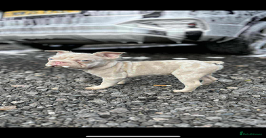 French Bulldog dogs - Advert 1