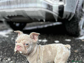 French Bulldog dogs Visual fluffy rope frenchie wrapped in pink🎀 - Advert 11