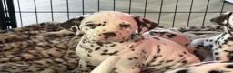 Dalmatian dogs for sale: Exceptional Litter. 2 Boys Remaining  - Advert 11