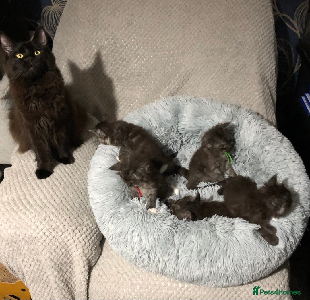 Maine Coon cats for sale: MaineCoon Kittens Black Smoke 1 Boy & 2 Girls - Image 40