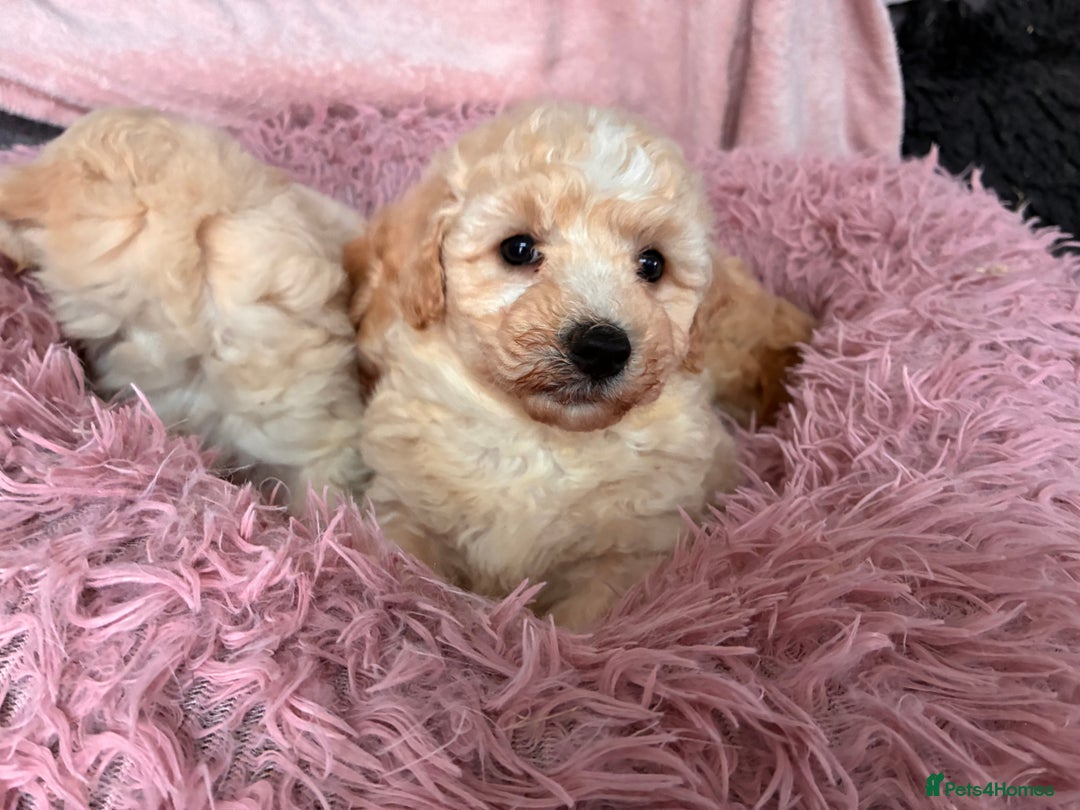 Poochon dogs for sale: *Stunning Poochon puppies* - Image 2