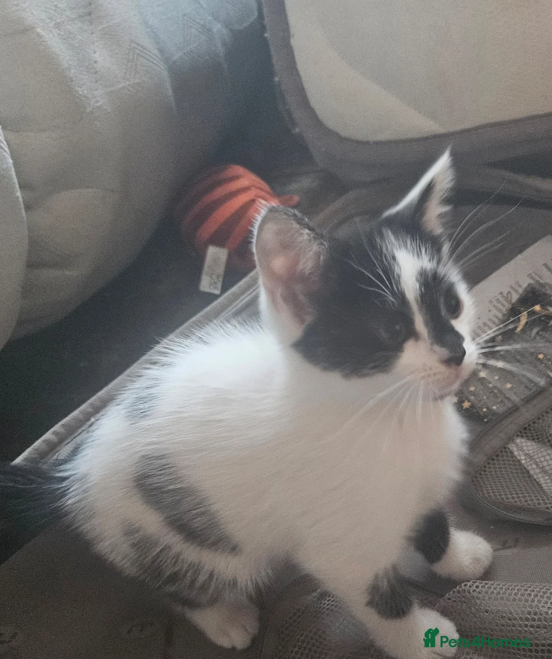 Domestic Shorthair cats for sale: Female kitten  - Advert 7