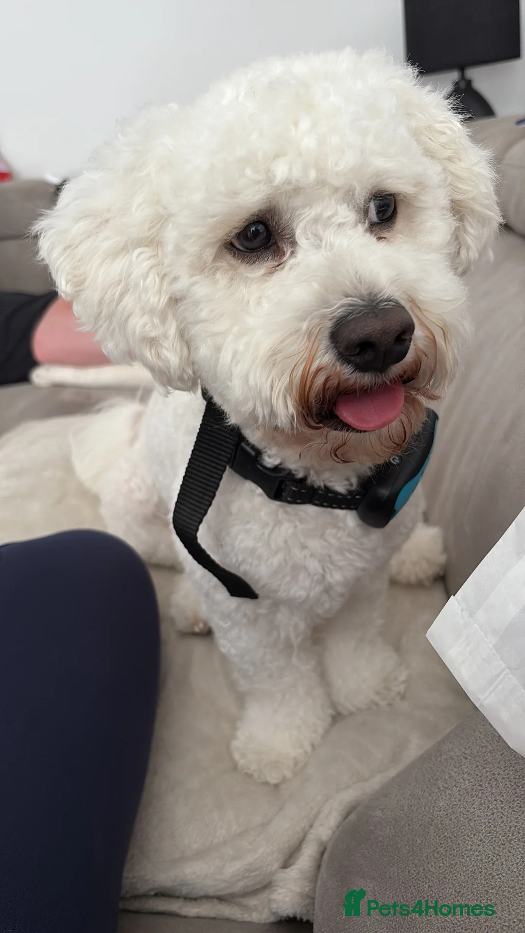 Bichon Frise dogs for stud: Handsome Purebred Bichon Frise Available for Stud  in Fareham - Advert 3