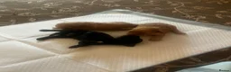Miniature Poodle dogs for sale: Miniature poodles in Maldon - Advert 11