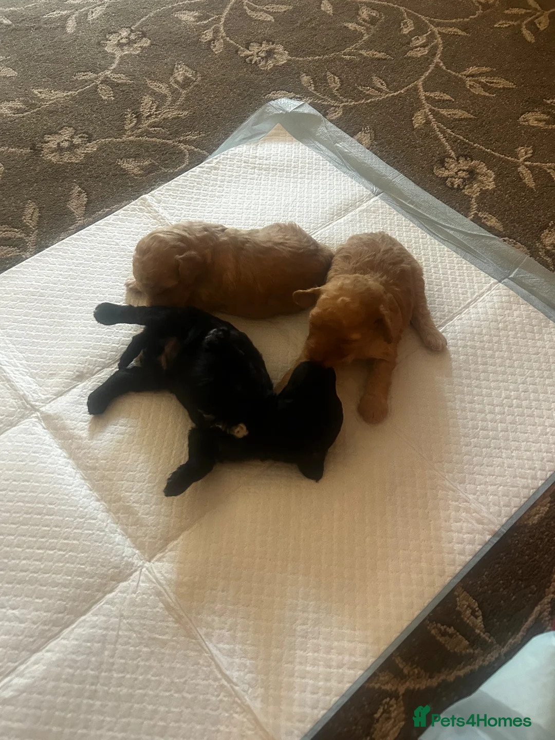 Miniature Poodle dogs for sale: Miniature poodles in Maldon - Advert 11