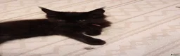 Maine Coon cats for sale: Pure bred Maine Coon kittens both parents in situ  - Advert 9