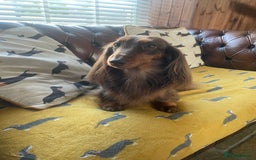 Dachshund dogs for sale: KC Long Haired Miniature Dachshund Puppies - Image 11