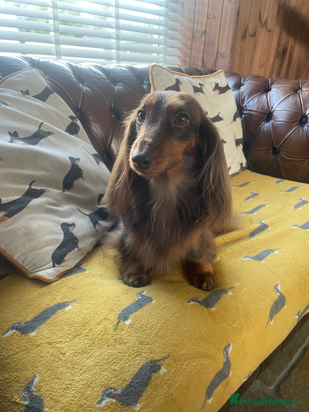 Dachshund dogs for sale: KC Long Haired Miniature Dachshund Puppies - Image 11