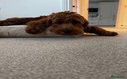 Goldendoodle dogs for sale: F1 RED GOLDENDOODLE 1 FEMALE LEFT - Image 6
