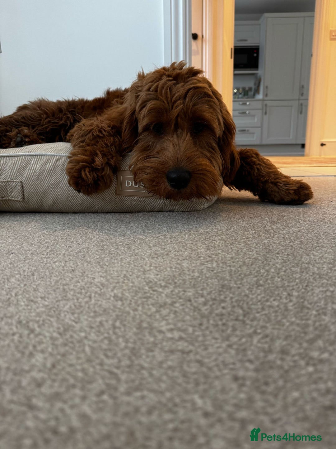 Goldendoodle dogs for sale: F1 RED GOLDENDOODLE 1 FEMALE LEFT - Image 6