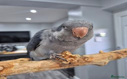 Parrots birds for sale: Handreared baby Quaker parrots Dna tested - Image 6