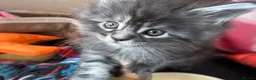 Maine Coon cats for sale: 4 Maine Coon Kittens left due to time wasters  - Advert 10