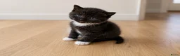 British Shorthair cats for sale: Two male kittens available from a British blue mum - Advert 3