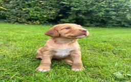 Cocker Spaniel dogs for sale: Stunning Working Cocker Spaniel Puppies - Image 6