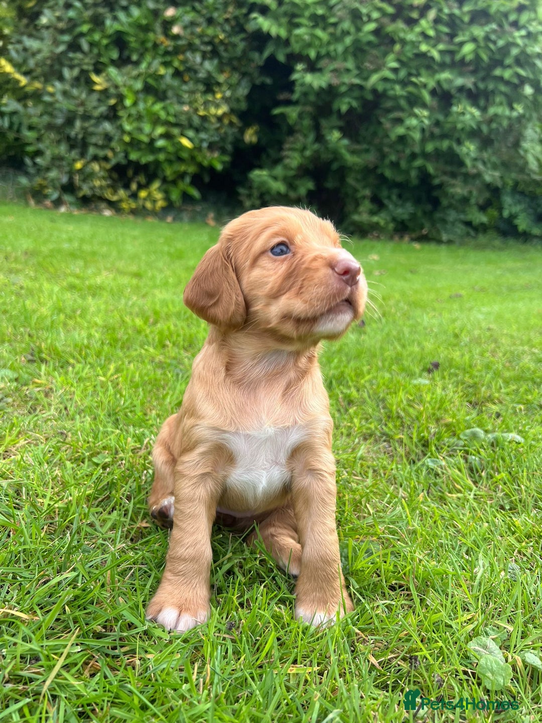 Cocker Spaniel dogs for sale: Stunning Working Cocker Spaniel Puppies - Image 6