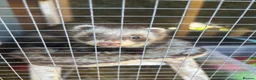 Ferret rodents for sale: Hob free to good home - Advert 2