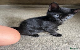 Russian Blue cats for sale: Mixed Russian blue  - Image 1