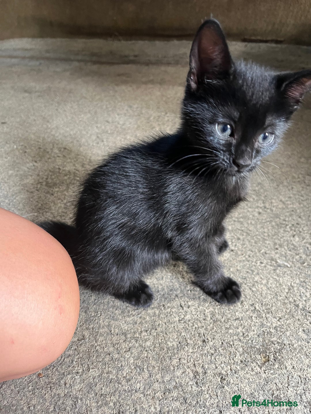 Russian Blue cats for sale: Mixed Russian blue  - Image 1