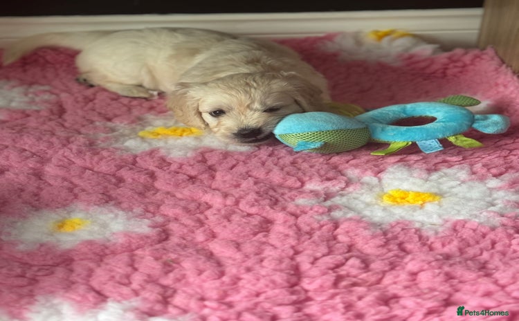 Mini Goldendoodle dogs - Advert 1