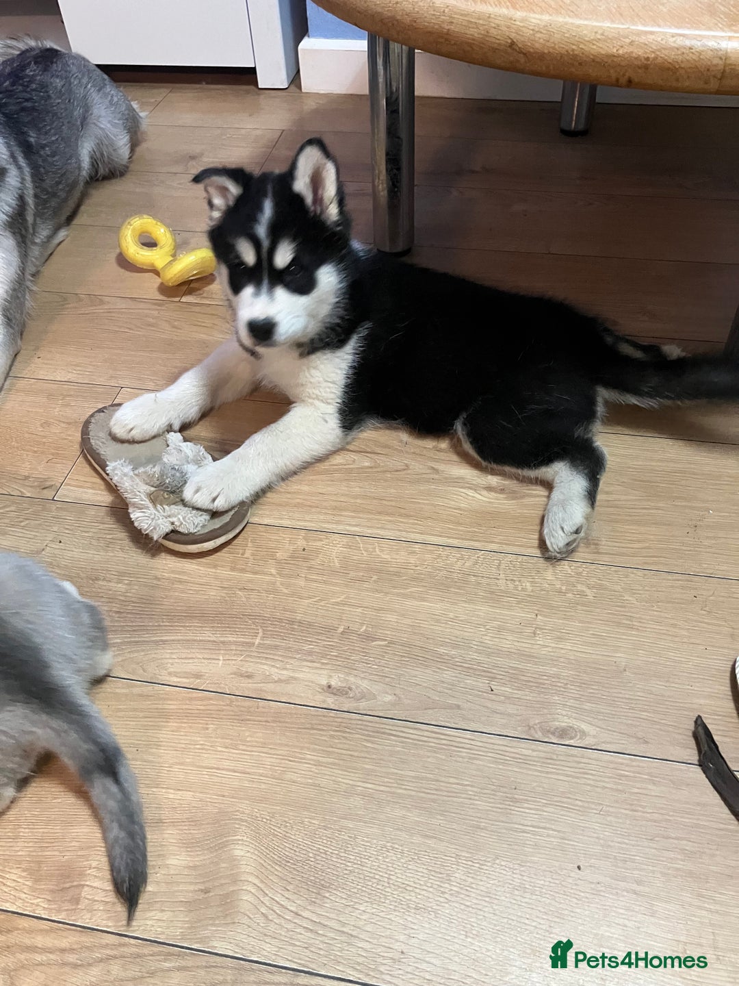 Siberian Husky dogs for sale: Beautiful husky puppies ready for their new homes  - Advert 4