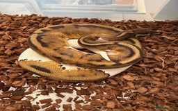 Python Snake reptiles for sale:  Various Ball Pythons special offer this weekend in Bromsgrove - Image 10
