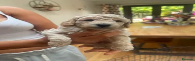 Poochon 1