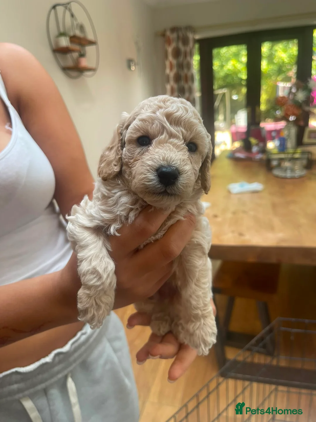 Poochon dogs for sale: F1B poochons 5xgirls 2xboys  - Advert 8