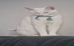 Mixed Breed cats for sale: Looking to rehome due to change in circumstances  - Image 4