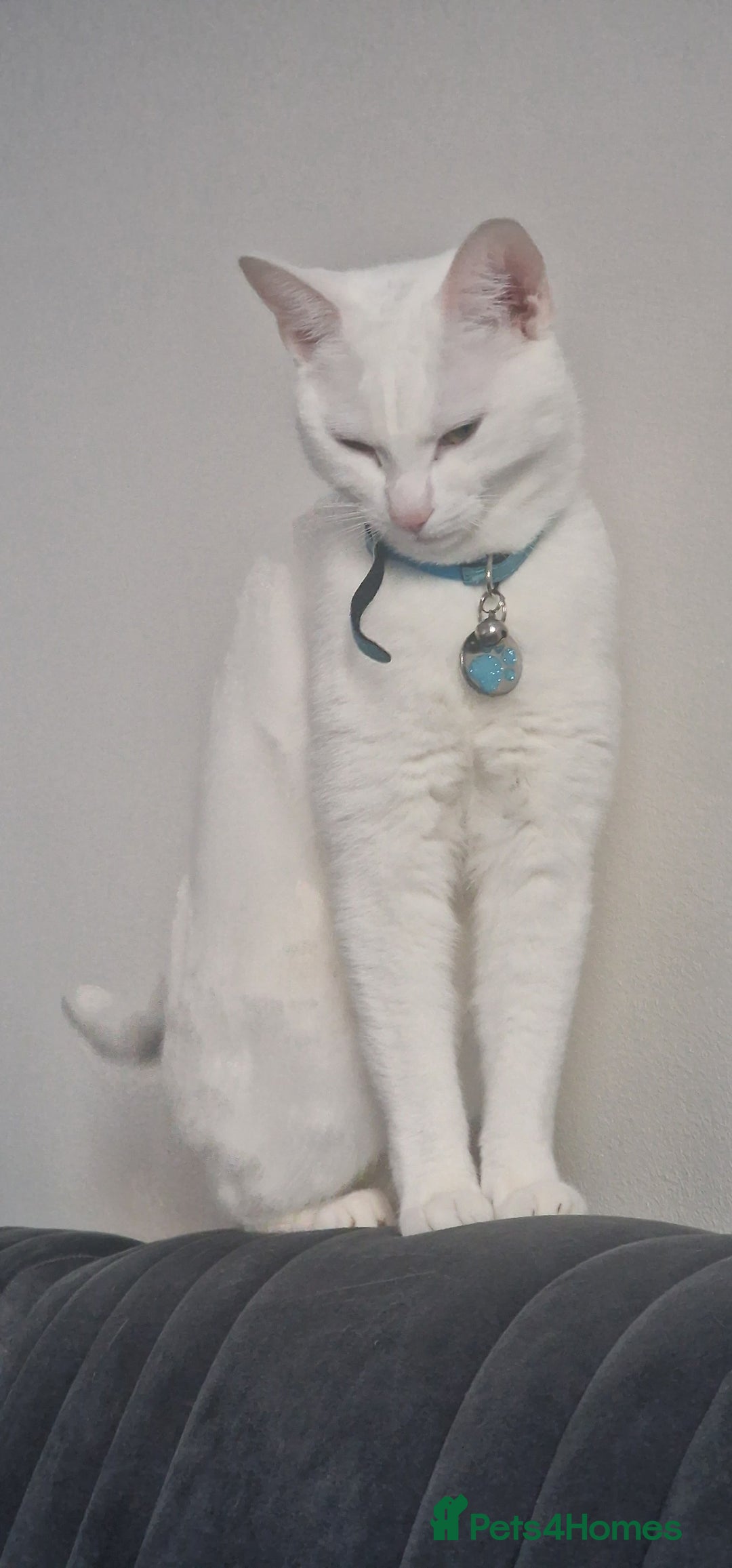 Mixed Breed cats for sale: Looking to rehome due to change in circumstances  - Image 4