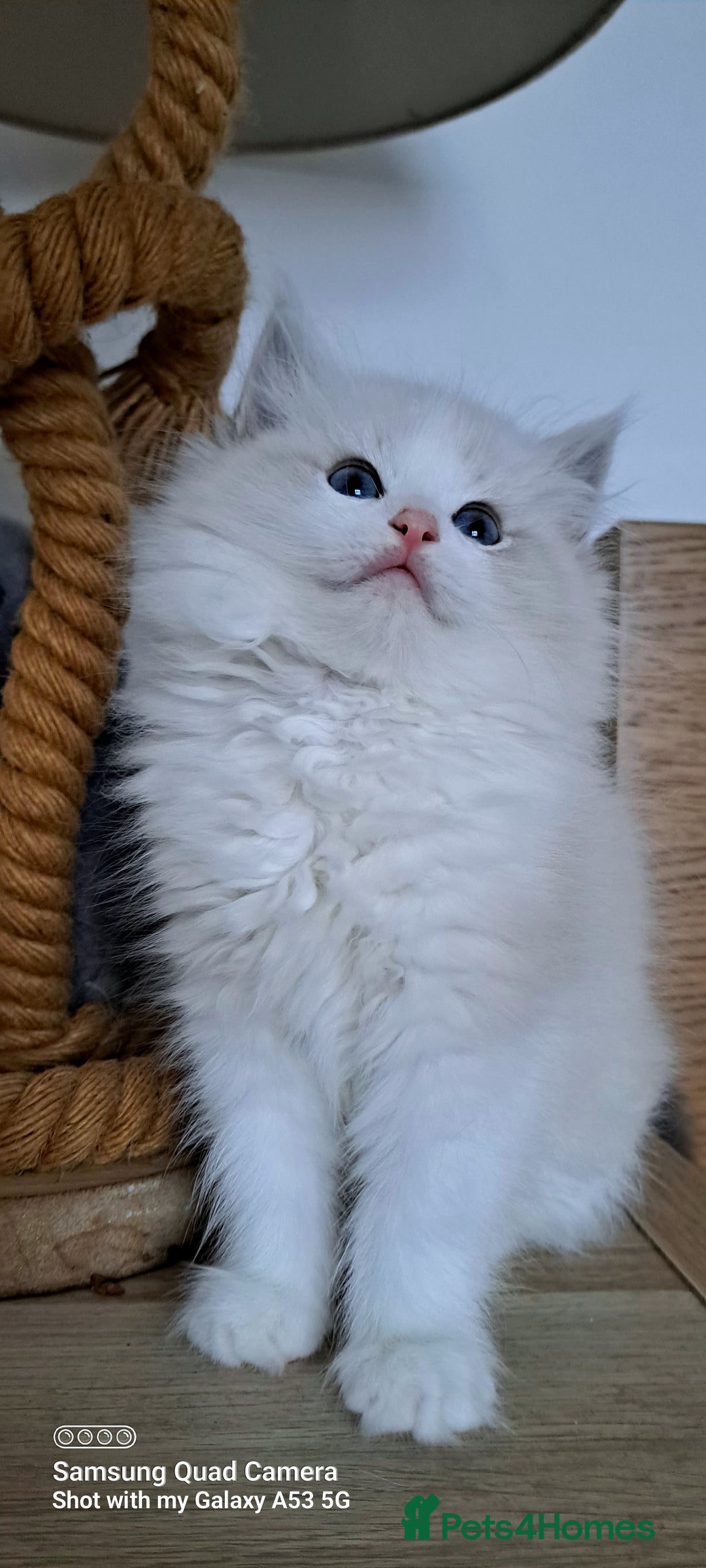 Ragdoll cats for sale: Pure Breed GCCF REG beautiful kittens - Advert 1