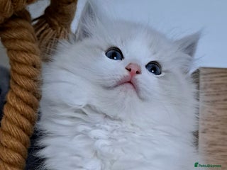 Ragdoll cats Pure Breed GCCF REG beautiful kittens - Advert 2