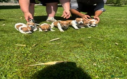 Jack Russell dogs for sale: Jack Russell Puppies - Litter of 7 - Image 1