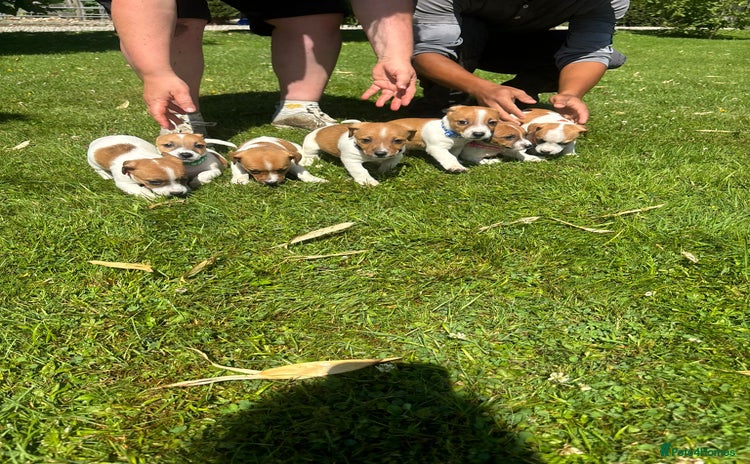 Jack Russell dogs - Advert 2