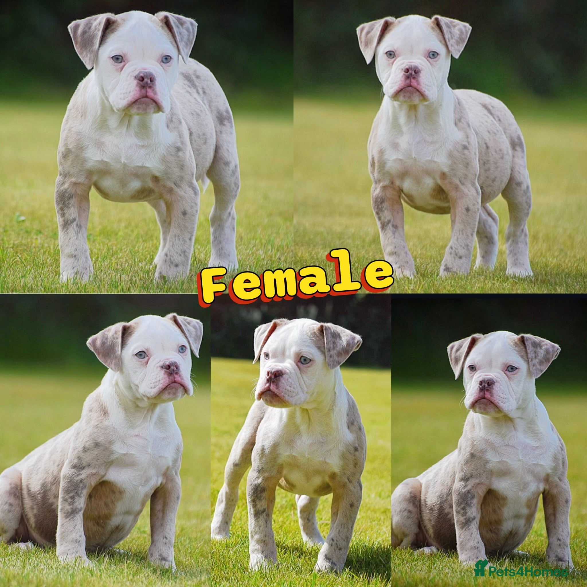 Olde English Bulldogge dogs 23❤️YEARS❤️5⭐️RATED❤️LICENSED❤️PROFESSIONALS❤️ - Advert 14