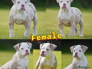 Olde English Bulldogge dogs 23❤️YEARS❤️5⭐️RATED❤️LICENSED❤️PROFESSIONALS❤️ - Advert 14